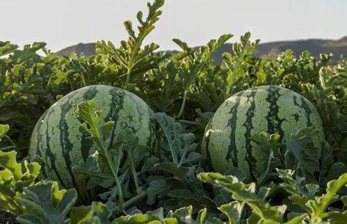 广西吃瓜网红,揭秘当地美食风潮背后的故事 第2张 广西吃瓜网红,揭秘当地美食风潮背后的故事 第2张
